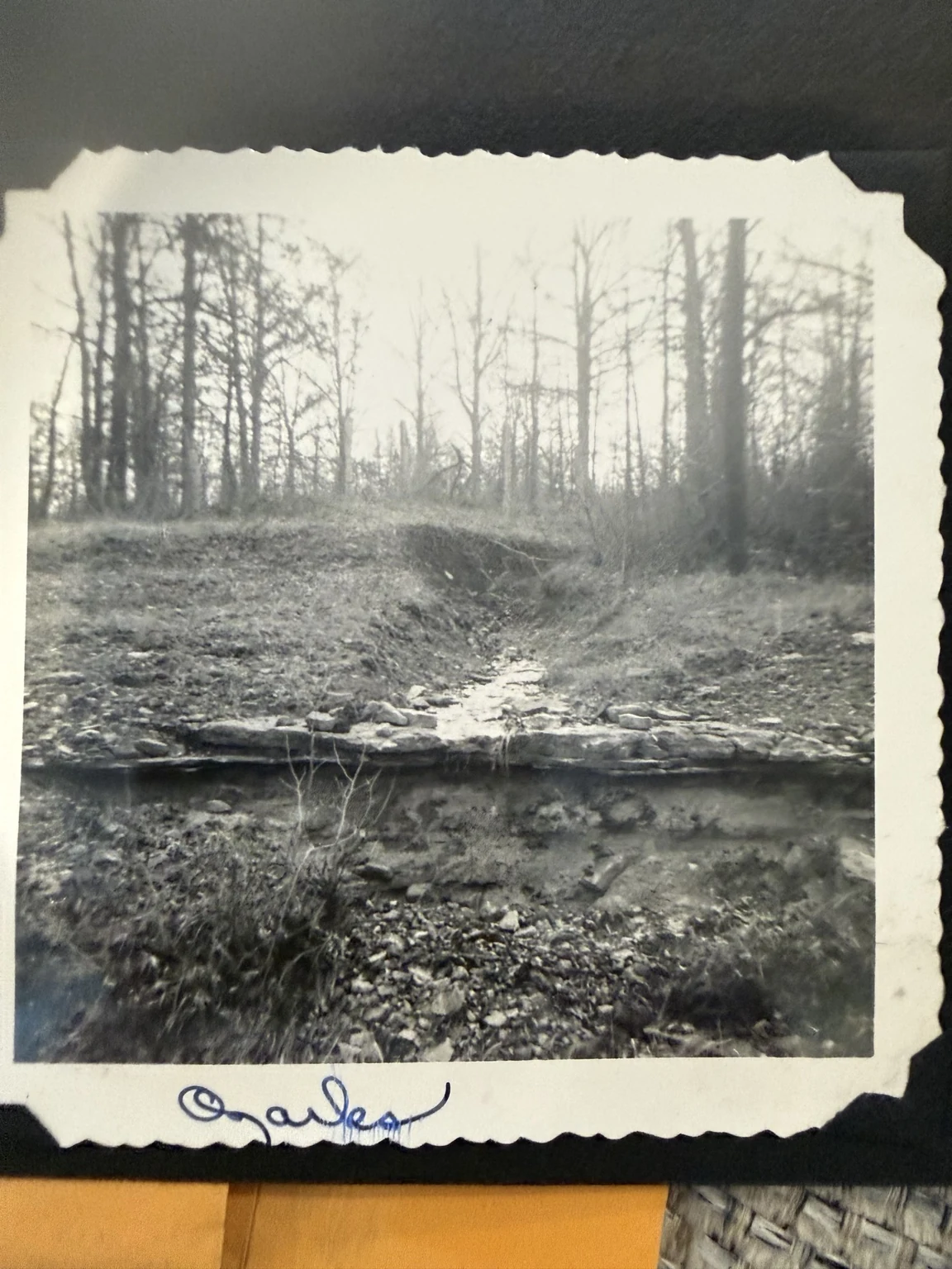 “Ozarks” (original caption). A wooded landscape. Exact place and date are unconfirmed.